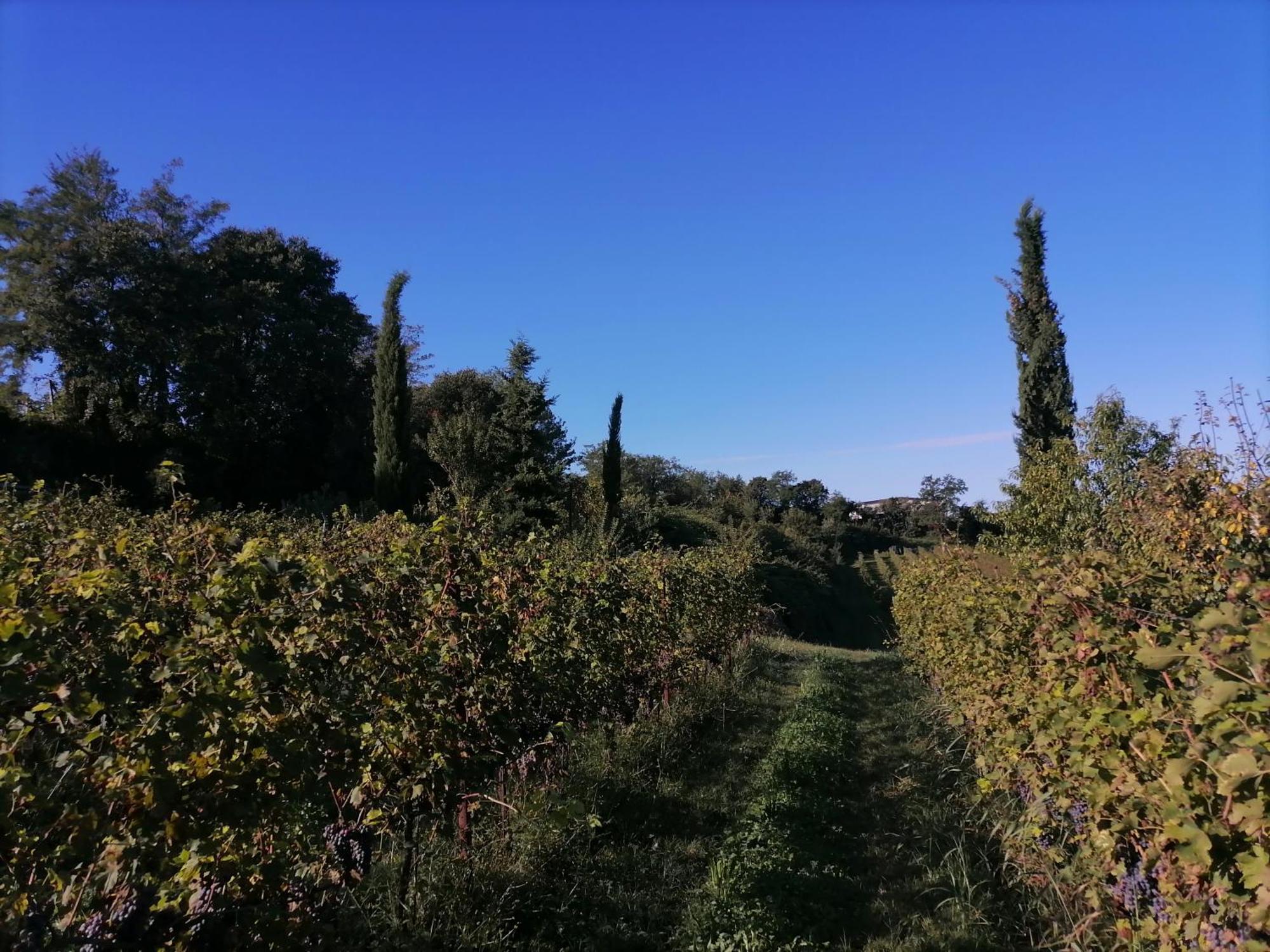Relais Ca' Morenica Valeggio sul Mincio Luaran gambar